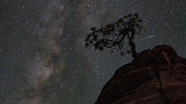 A tree sits silhouetted by the night sky, with the Milky Way stretching across