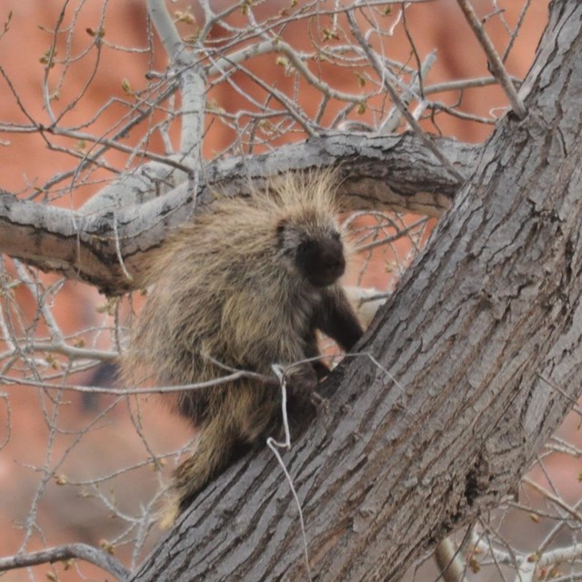 Large porcupine climbing up a cottonwood tree in winter