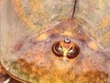 Triops Longicaudatus