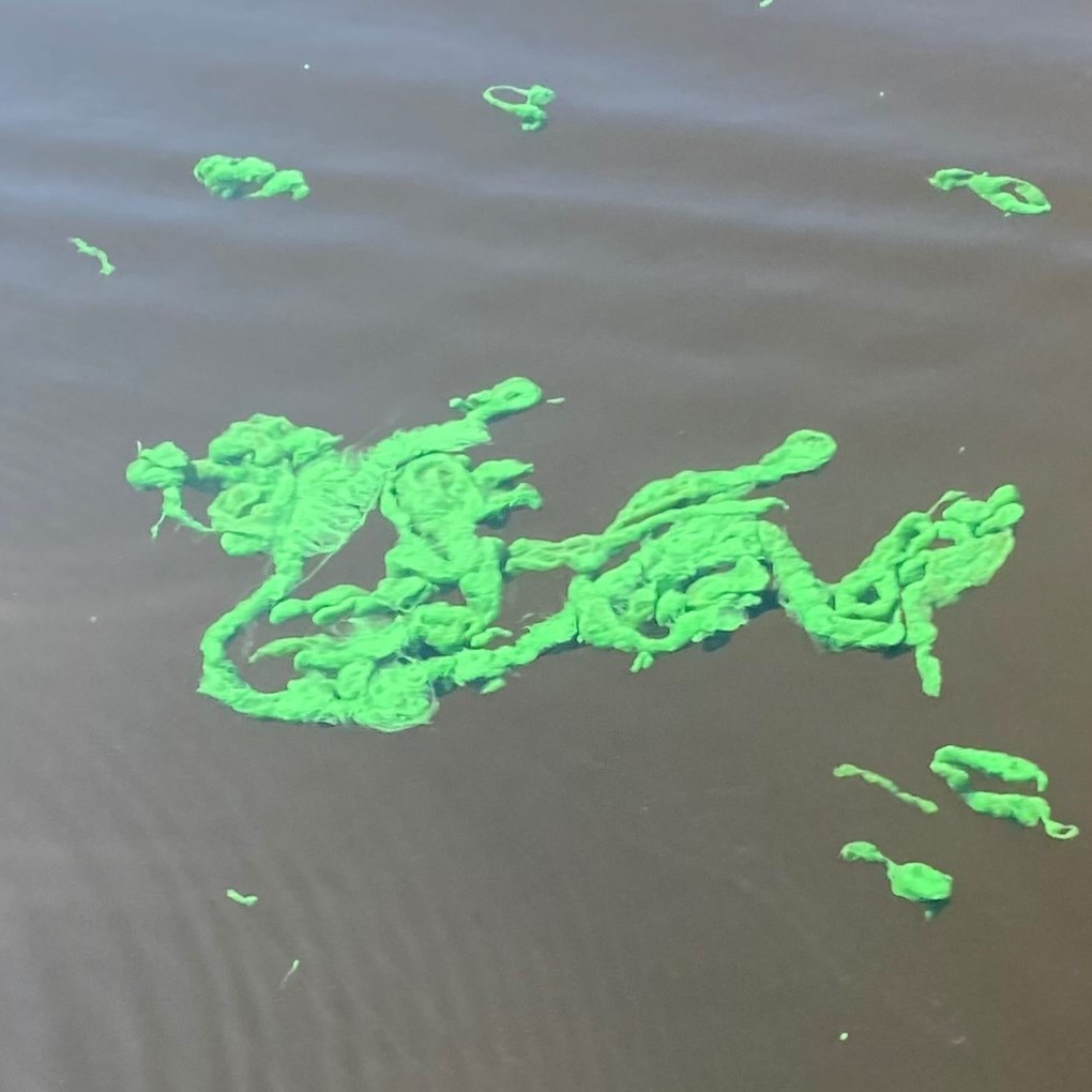 cyanobacteria mats in a string shape bright green
