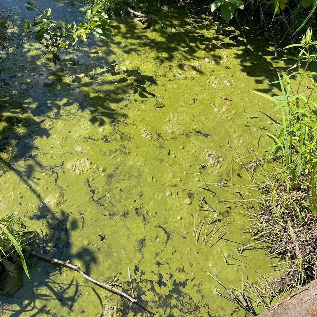 cyanobacteria mats in a string shape bright green