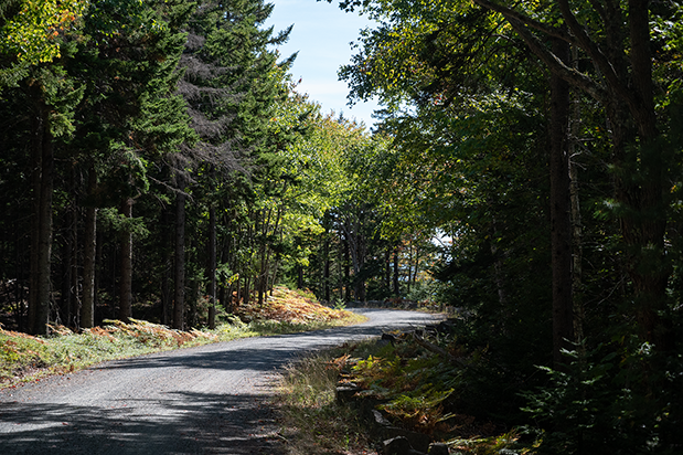 A gravel road surrounded by trees. A gravel road surrounded by trees.