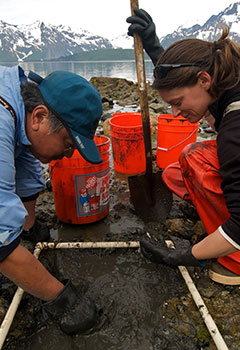 Researchers dig in intertidal mud Researchers dig in intertidal mud