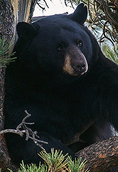 Black bear in a pine tree Black bear in a pine tree