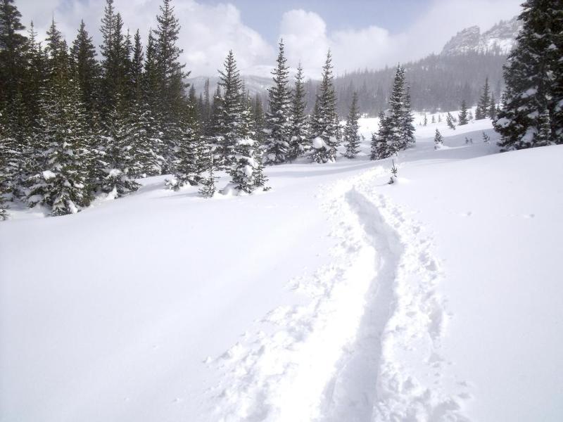 Snowshoe Tracks