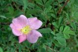 Wild Rose