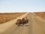 A musk ox crossing the road