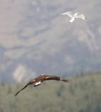 Eagle interacting with a Gull