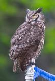 A Horned Owl