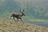 Caribou running in Aniakchak Caldera.