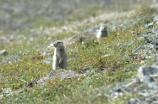 Arctic Ground Squirrel (Spermophilus parryii)