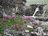 Caribou Antler and Wildflowers