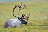 Caribou