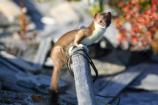 Short-tailed Weasel on Collapsed Building