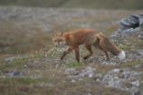 Trotting Red Fox