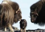 Muskox