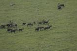 Caribou Herd