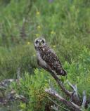 Short-eared owl