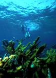 Snorkeler dives down on Elkhorn Reef