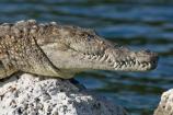 Biscayne American Crocodile