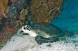 Green Sea Turtle