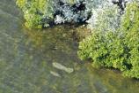 Manatee