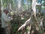 Red Mangrove