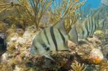 Spadefish