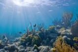 Underwater Scenic