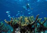 Snorkelers on Elkhorn Coral