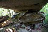 Dan Arch