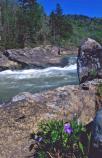 Wild flower in bloom near the Angel Falls Rapids.