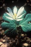 Blood root is one of the earliest blooming flowers in Big South Fork. It is said that native americans used this plant for medical purposes.