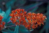 Butterfly Milkweed