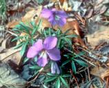 Birdfoot Violet