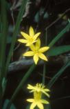 Yellow Stargrass