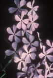 Blue Phlox