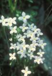 Bluets