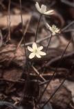 Spring Beauty