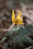Trout-lily