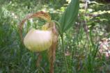 Kentucky Lady's Slipper