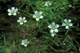 Cumberland sandwort