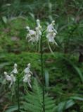White fringless orchid