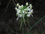 White fringless orchid