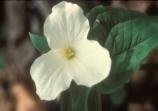 Snow Trillium