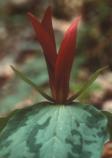 Sessile Trillium