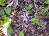 Dwarf Crested Iris
