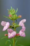 Cumberland rosemary