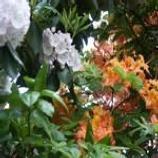 Flame Azalea and Mountain Laurel intertwine along the roadside in Rocky Knob.