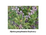 Bayberry